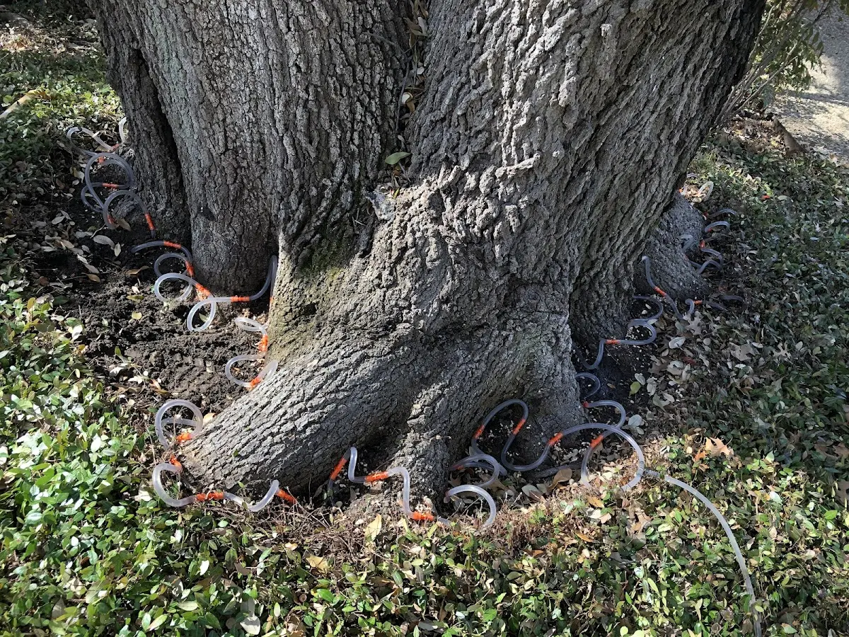 Detailed Tree Cabling and Bracing job site in Phlox
