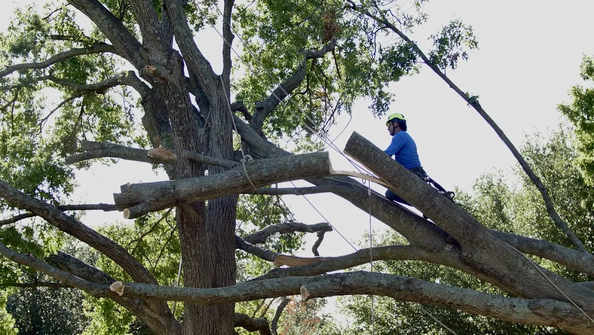 Professional Hazardous Tree Removal performed by certified arborists in Phlox
