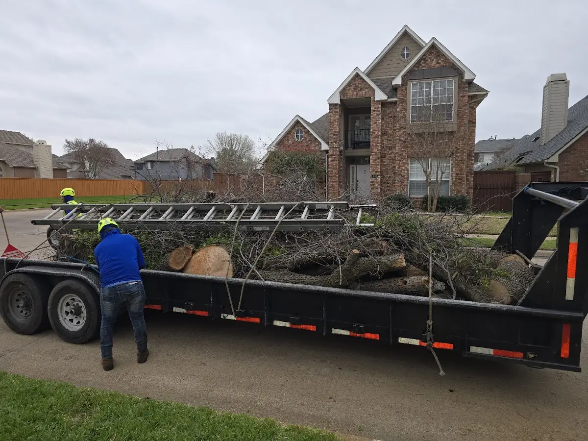 Expert Tree Removal with proper safety equipment in Phlox